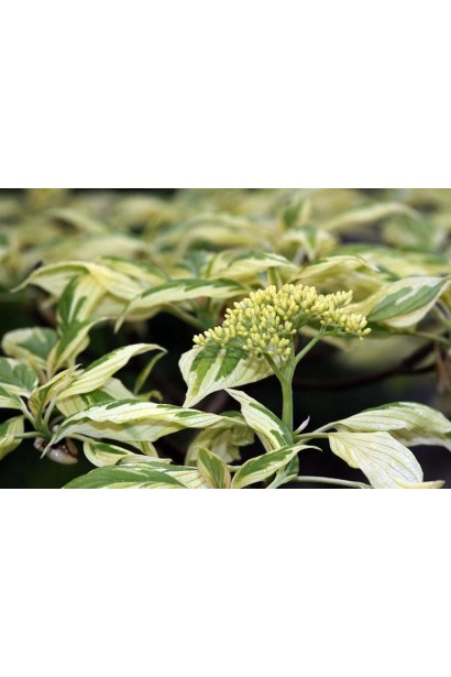 Дерен білий Елегантіссіма 